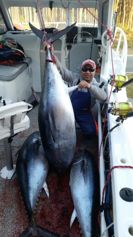 ANGLER: Anthony Bonaccorsi SPECIES: Southern Bluefin Tuna WEIGHT: Est. 65kg,80kg and 70kg LURE: JB Lures, 2x Micro Dingo in redbait, 70kg on 10" Smoking Gun